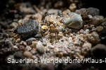 Goldfund zwischen Steinen