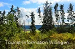Fichtenwald am Vulkanpfad Welleringhausen