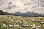 Schafherde, im Hintergrund der Ettelsberg