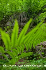 Grüner Farn im Steinbruch Peperburg