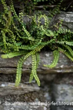 Farn auf der Mauer am Kirchhof