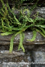Farn auf der Mauer am Kirchhof