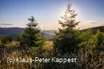 Ginsterkopf_KPK1046590_mittel.jpg