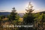 Ginsterkopf_KPK1046590_mittel.jpg