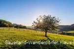 Die Lausebuche der Sauerland-Wanderdörfer auf saftig grüner Wiese vor blauem Himmel