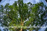 Eiche im Ohl - Krone mit Froschblick