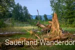 ein abgestorbener Baum am Orenberg