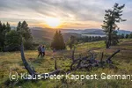 Blühende Heide bei Sonnenuntergang 