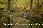 Ein Bieberbau am Diemelsee