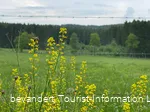 Wiese am Silberbachtal