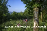Wandern zwischen Fingerhüten