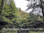 Ruhebank mit Farnen und Moos am Uplandsteig