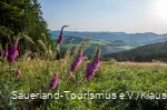 Sommerliche Wiese mit Aussicht auf das Sauerland