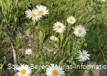 Gänseblümchen am Wanderweg 