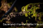 Mystische Wesen am Orenberg