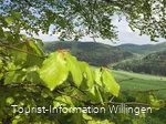 Ringwallweg Schwalenburg mit frischem Buchenlaub