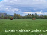 Weidende Kühe