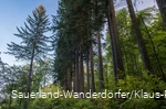 Himmelssäulen in einer Reihe