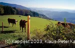 Kühe am Uplandsteig