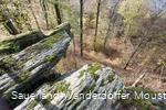 Blick vom Borberg in den Wald