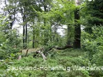 Wälder auf der Hunau