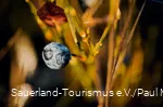 Blaubeere