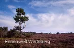 Niedersfeld Hochheide Heidelandschaft