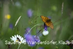 Flora und Fauna im Schwarzbachtal