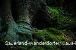Moosbewachsener Baum im Schinkenkeller