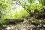 Schubkarre im Wald