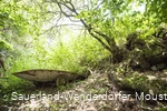 Schubkarre im Wald
