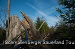 Abgestorbener Baum am Kyrillpfad vor blauem Himmel
