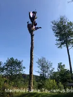Feuereiche