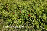 Vegetation mit Preiselbeeren am Osterkopf