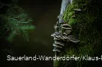 Geheimnisvoller Baumstumpf Schinkenkeller
