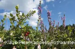 Heidekraut und Preiselbeeren
