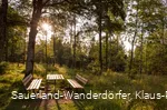 Abendstimmung am Wilzenberg auf einer kleinen Lichtung