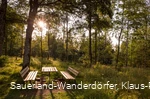 Abendstimmung am Wilzenberg auf einer kleinen Lichtung