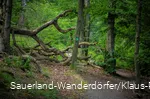 Pfad durch einen lichten Laubwald zum St Muffert