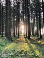 Sonnenstrahl im Wald bei Willingen 