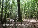 Siebenahorn im Wald