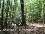 Siebenahorn im Wald