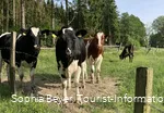 Kühe am Wanderweg U1