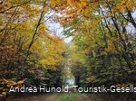 Bunter Herbstwald