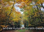 Bunter Herbstwald