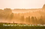 Milchiges Licht vor einem Wald
