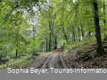 Buchenwald im Frühling am Uplandsteig