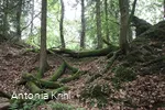 Steinbruch am Schinkenkeller