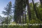 Sauerland-Seelenort Himmelssäulen