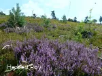 Heide auf dem Osterkopf 